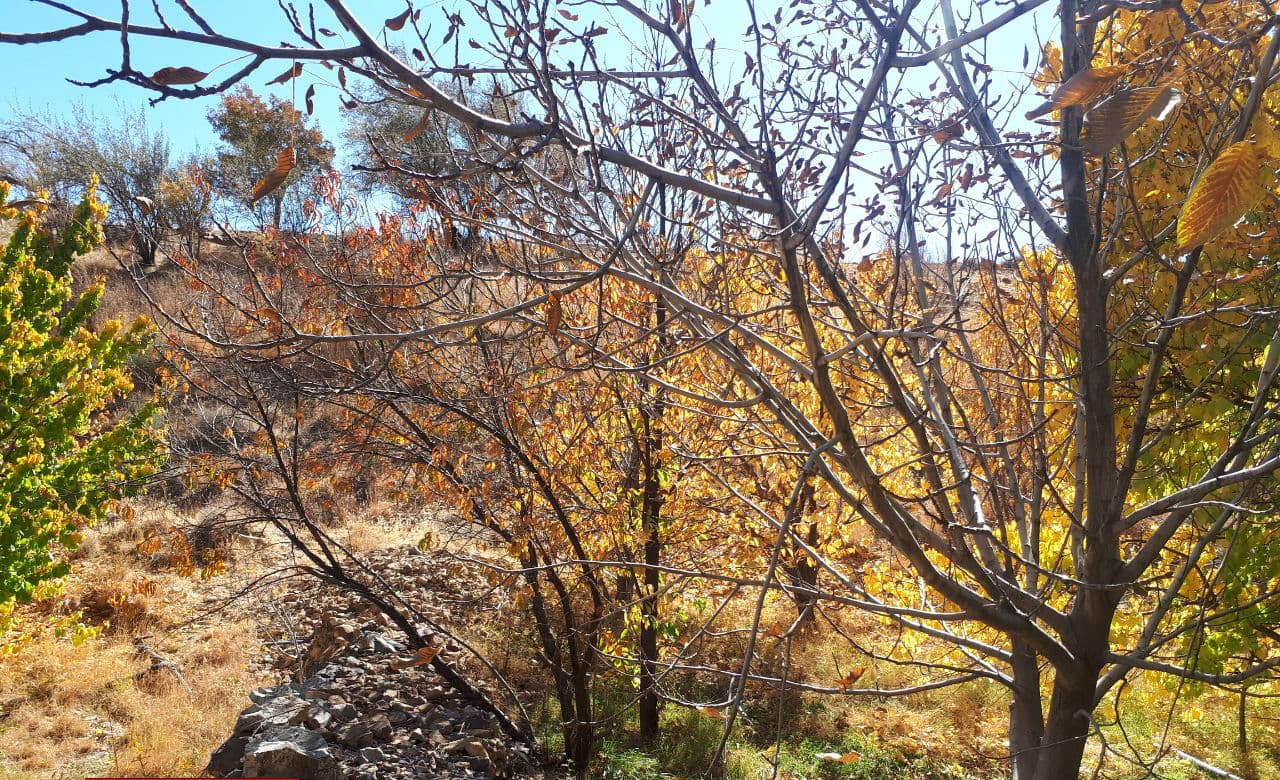 , روستای دریجان بم