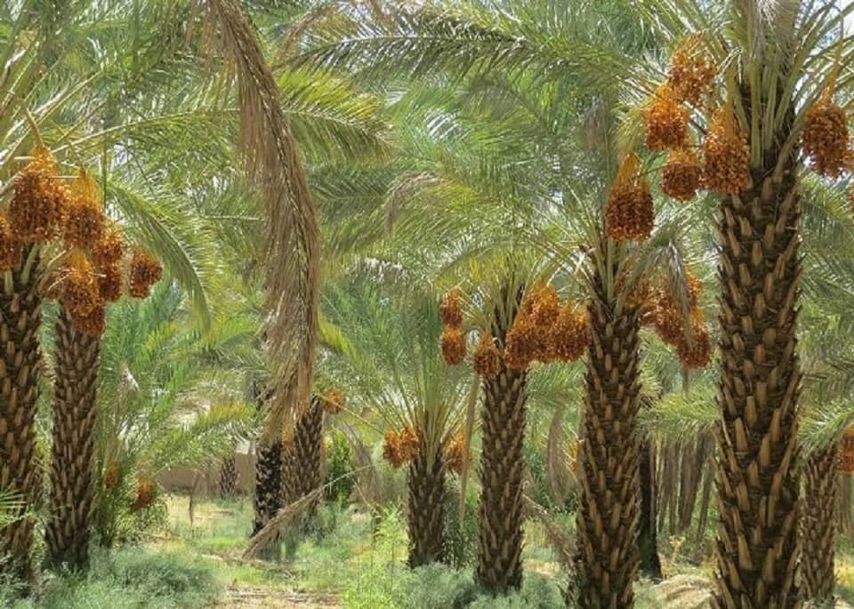 , روستای دولت آباد شهداد