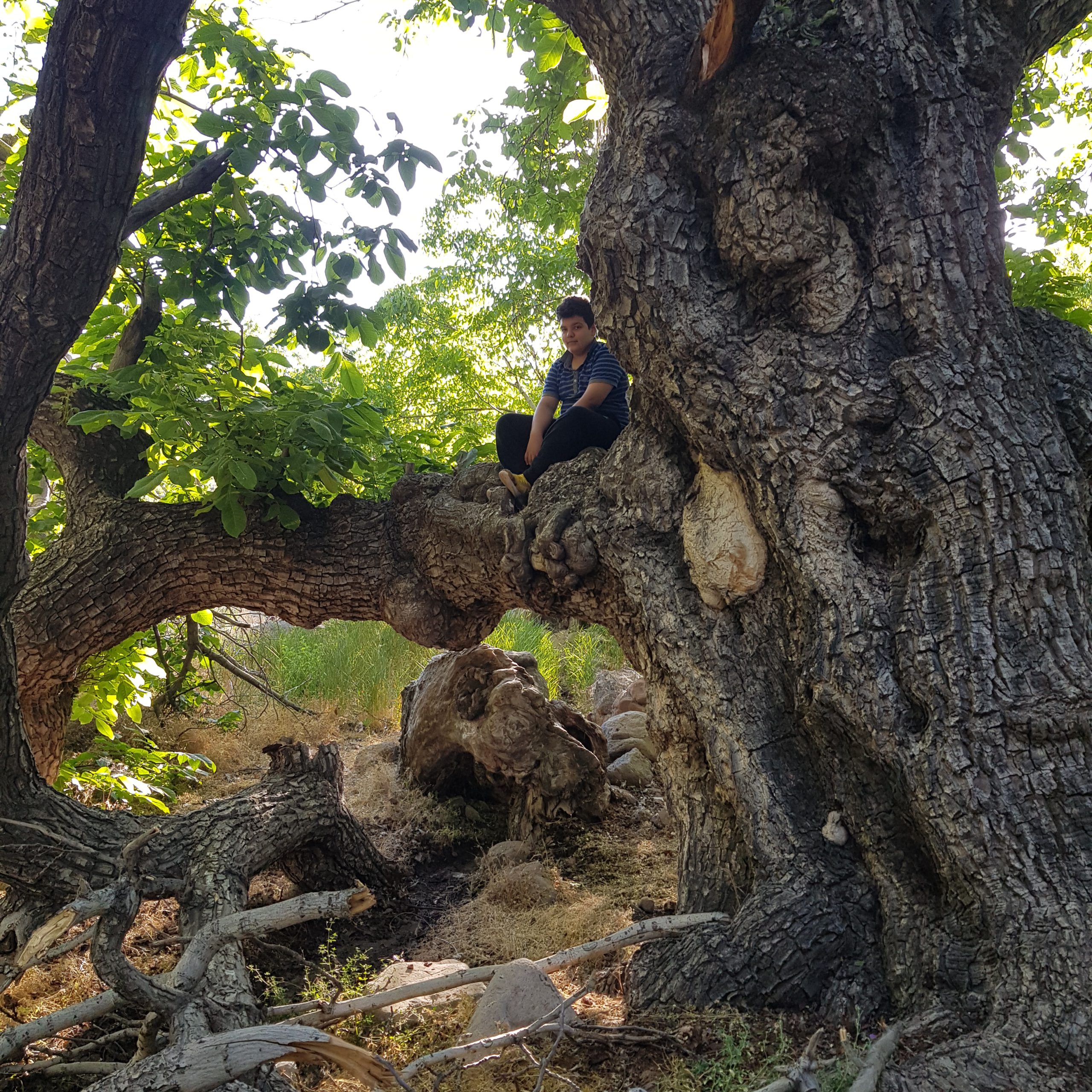 , کهنسال ترین درخت گردوی جهان در بافت