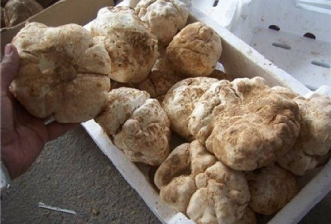 , کشک کَغارک و کغارک پلو