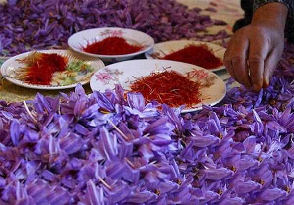, کرمان در کشت زعفران کشور رتبه چهارم را دارد