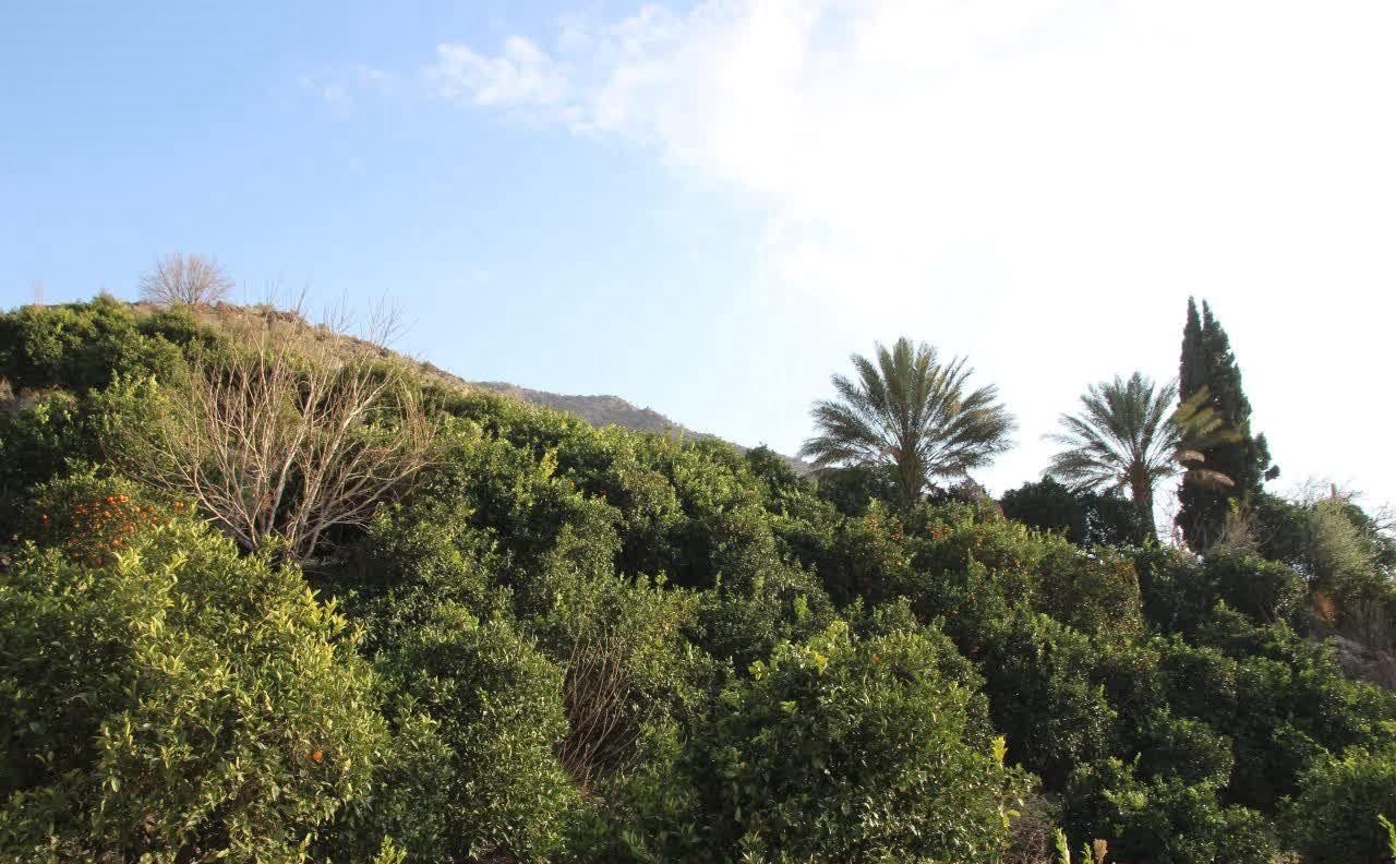 , روستای میجان جیرفت