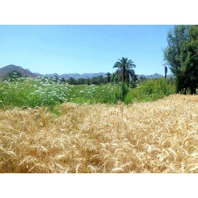 , روستای کوتک بالا کهنوج