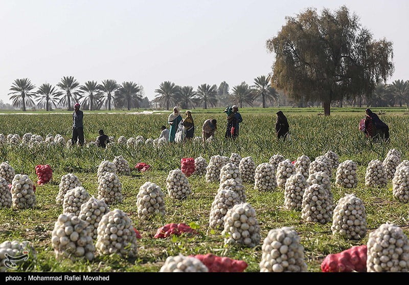 , اختصاصی| تعرفه ۱۰۰ درصدی صادرات پیاز برداشته شد