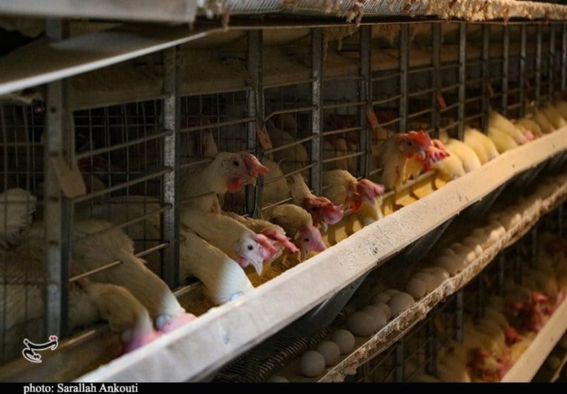 , برگزاری نشست بررسی چالش‌ها و فرصت‌های صنعت طیور گوشتی کشور در کرمان