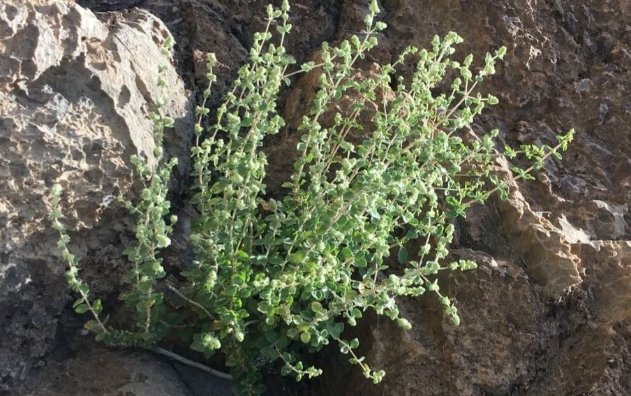 , گیاهان دارویی رودبار جنوب