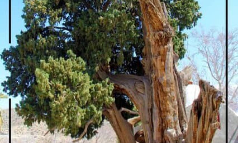 سرو زکریای ارزوئیه&nbsp;