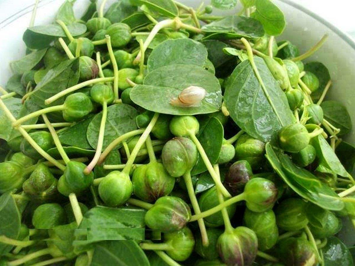 , گیاه خوراکی کبر ارزوئیه