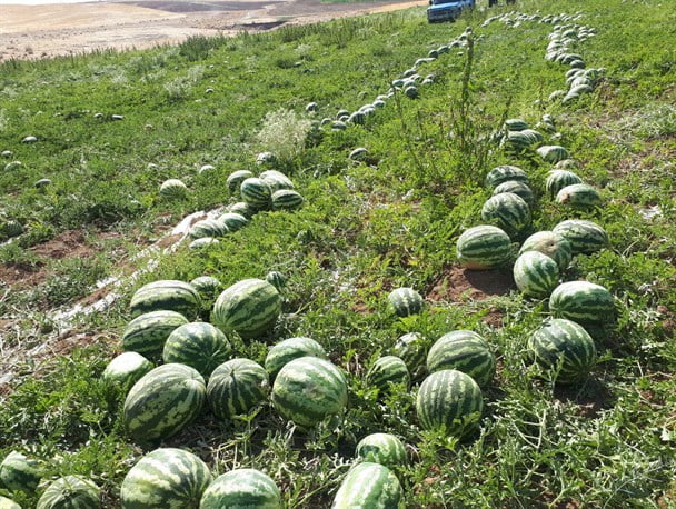 , روستای باغبرج ارزوئیه