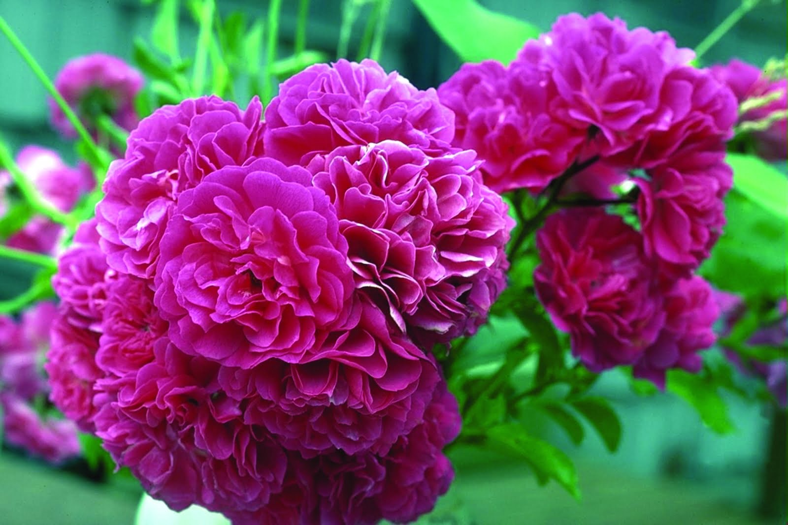 , برداشت گل محمدی در راور