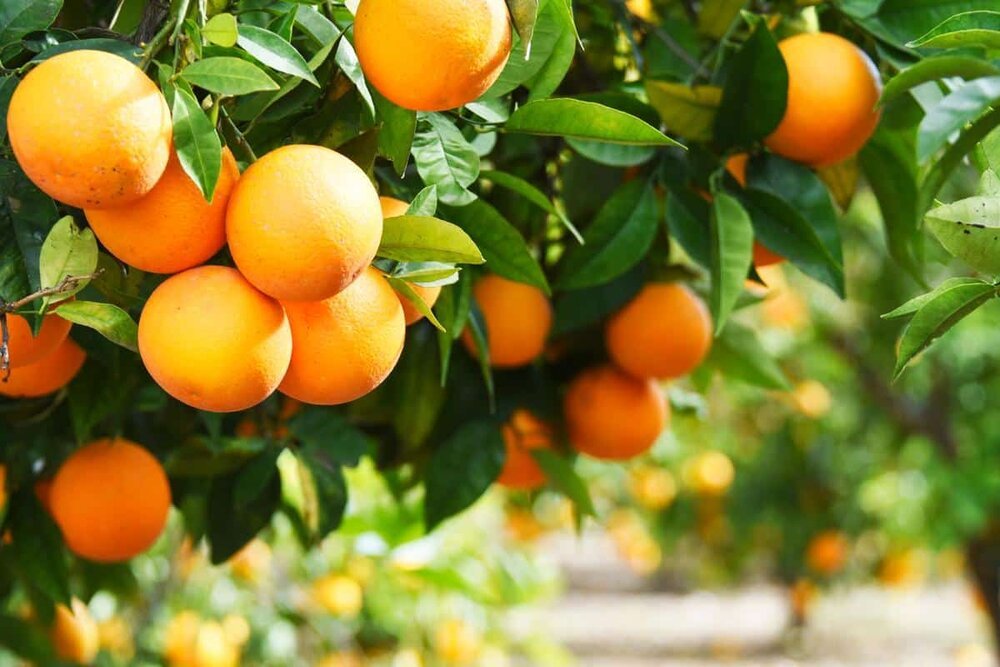 , مرکبات ارزوئیه