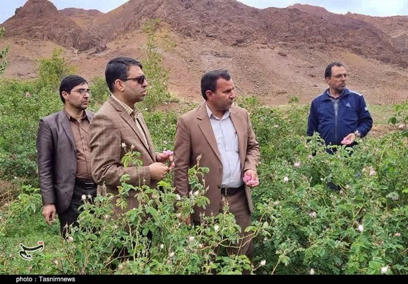 , وجود ۳۳ هکتار سطح زیر کشت گل محمدی در شهرستان راور