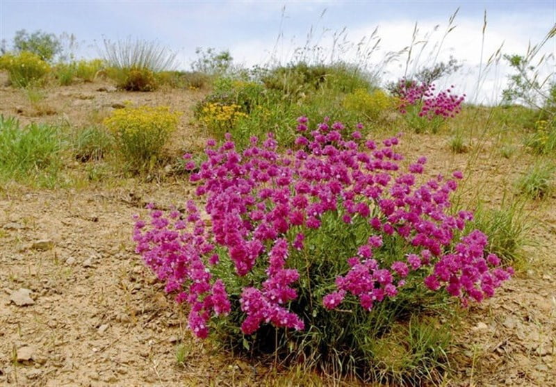 , برخورد قضایی با هرگونه برداشت گیاهان دارویی در استان کرمان