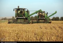 ۱۳۰ هزار تن گندم در سیلوهای استان کرمان ذخیره شد