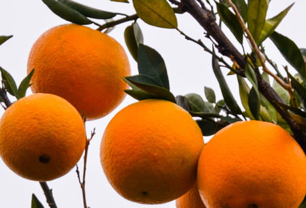 , پرتقال عنبرآباد