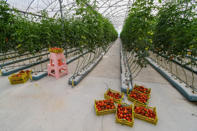 , رشد صادرات محصولات گلخانه‌ای جنوب کرمان