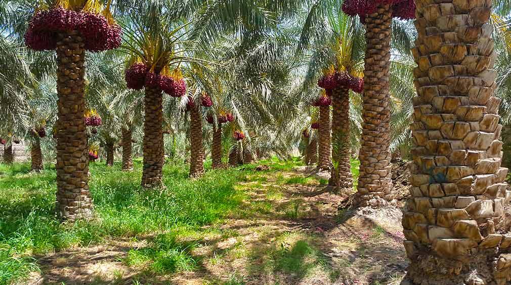 , روستای چهل تخم نرماشیر