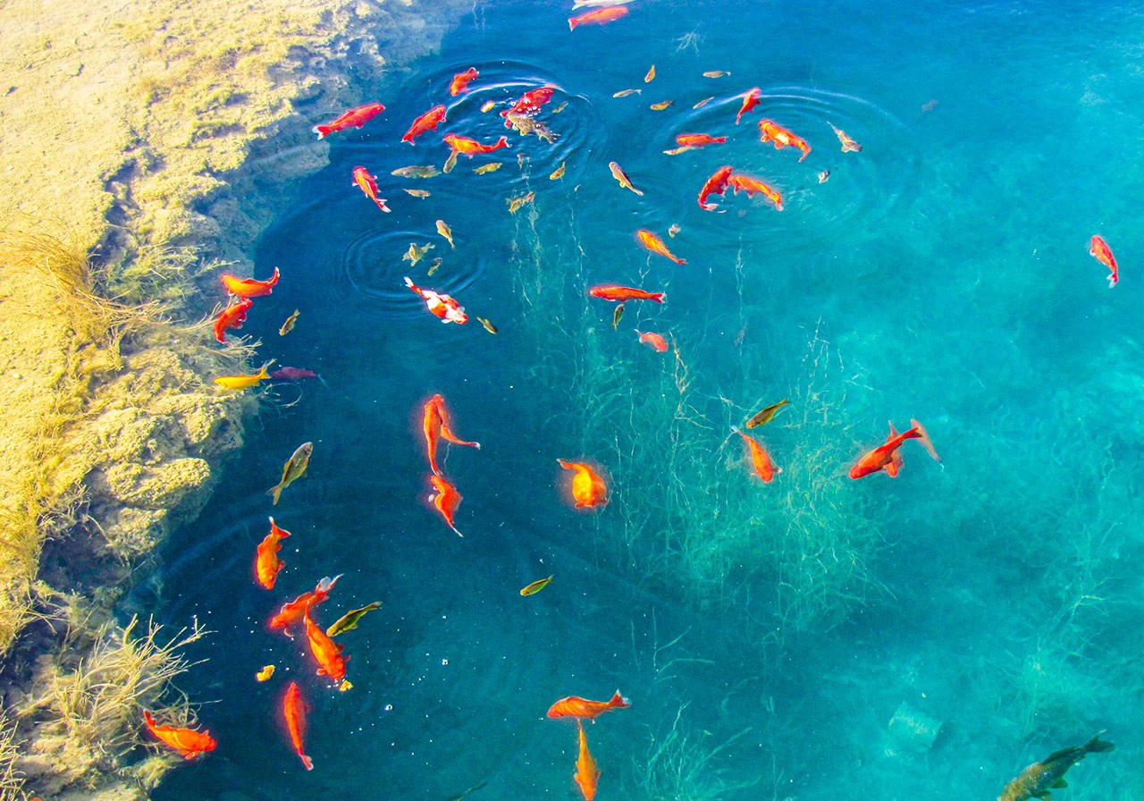 , آکواریوم طبیعی درگزک کوهبنان