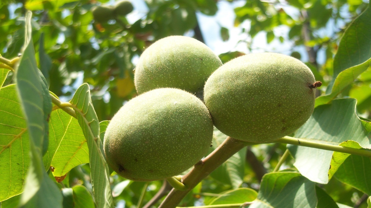 , ممنوعیت خرید و فروش گردو تا قبل از ۱۵ شهریور