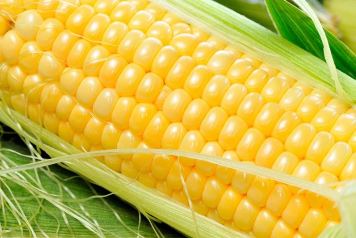 , ذرت فاریاب