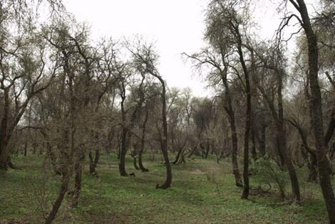 , جنگل مهروئیه فاریاب