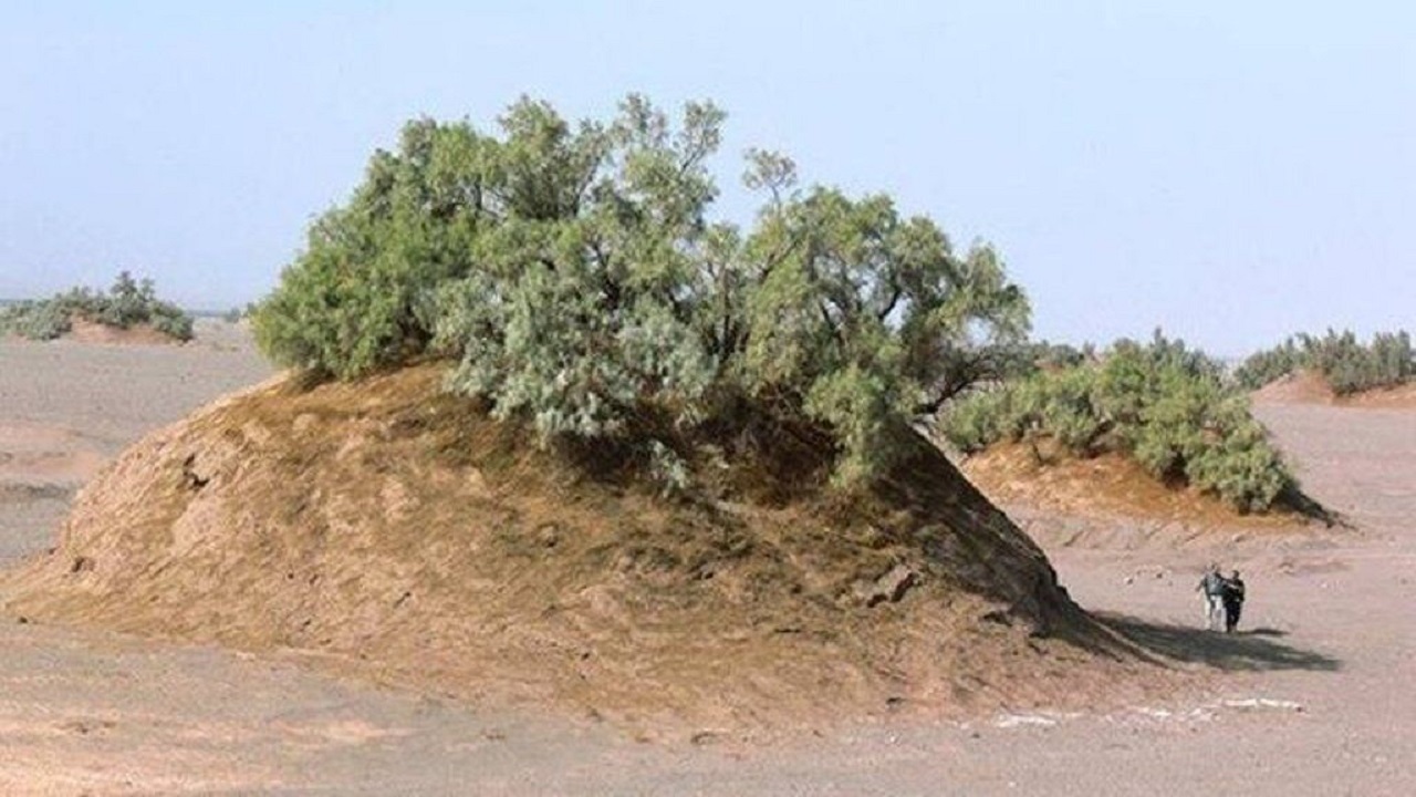 , بزرگترین گلدانهای طبیعی جهان در دل کویر کرمان