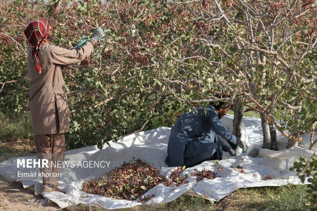 , باغات پسته زرند با هلی شات کنترل می‌شود