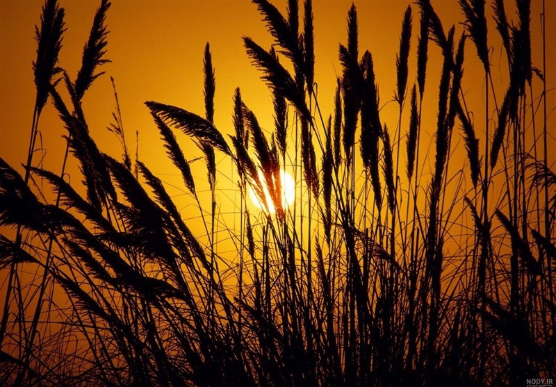 , بحران خاموشی در جنوب استان کرمان تهدیدی برای معیشت کشاورزان