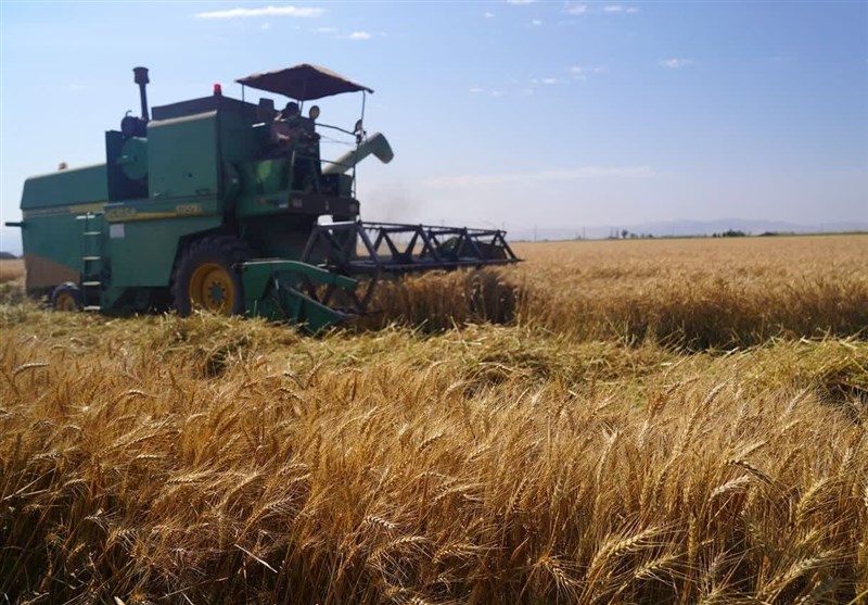 , کرمان پیشتاز برداشت گندم؛چالش‌ها وفرصت‌ها از زبان مدیرکل غله