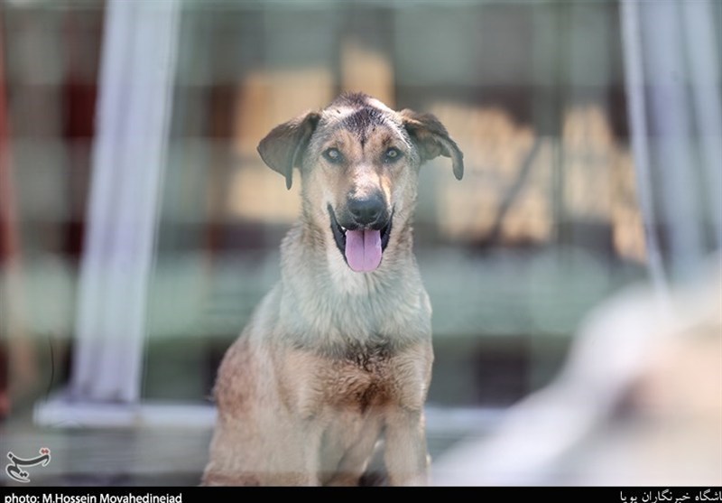 , نگرانی صبحگاهی والدین؛ وقتی مسیر مدرسه به میدان رویارویی با سگ‌های ولگرد تبدیل می‌شود