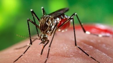 هشدار علوم پزشکی کرمان به مسافران بندرعباس و چابهار؛ افزایش موارد تب دنگی در جنوب کشور