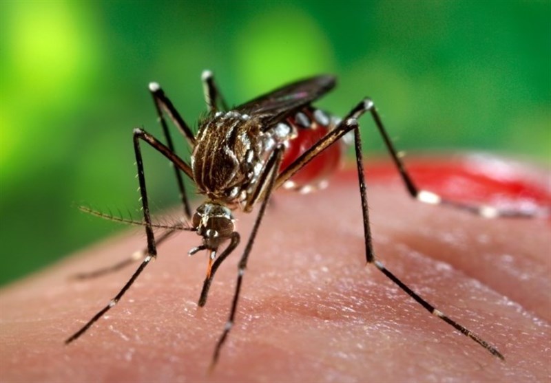 , هشدار علوم پزشکی کرمان به مسافران بندرعباس و چابهار؛ افزایش موارد تب دنگی در جنوب کشور