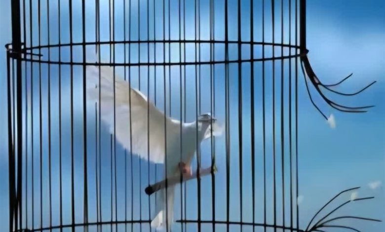 آزادی ۶ زندانی زن جرایم غیرعمد زندانهای استان کرمان در جشن گلریزان فرودگاه