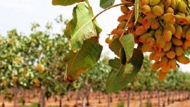 پور واعظی: باغات پسته کرمان بیش از گذشته در معرض تنش آبی&zwnj; هستند