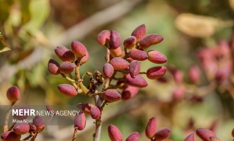 طلای سبز رفسنجان در محاصره خشکسالی و تغییرات اقلیمی