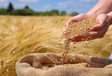 خرید ۱۷۰ هزار تُن گندم در کرمان/ پرداخت ۶۲ درصد مطالبات کشاورزان