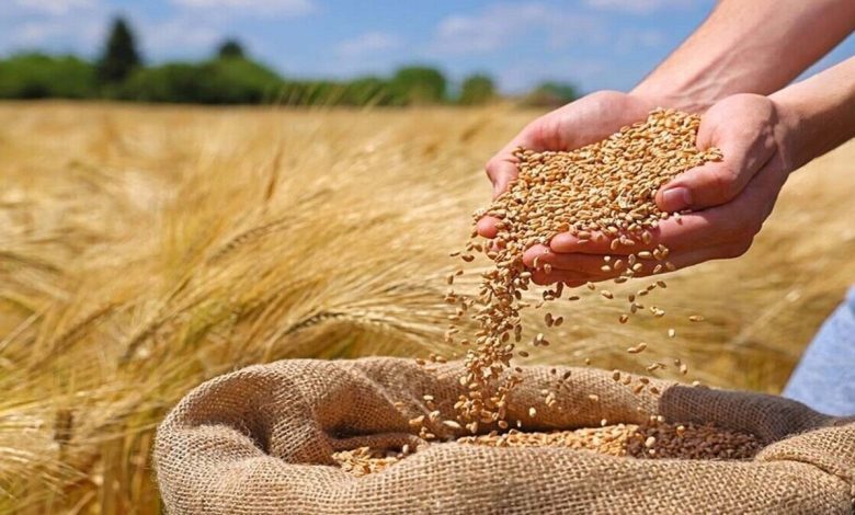 خرید ۱۷۰ هزار تُن گندم در کرمان/ پرداخت ۶۲ درصد مطالبات کشاورزان