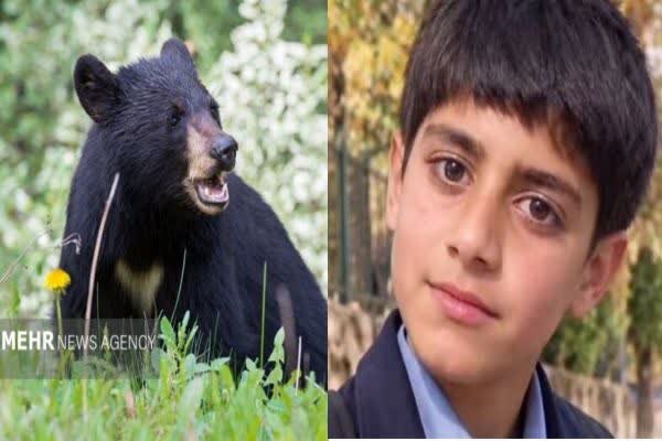 , تعارض حیات وحش و انسان ها در جنوب کرمان؛ یک نوجوان توسط خرس کشته شد