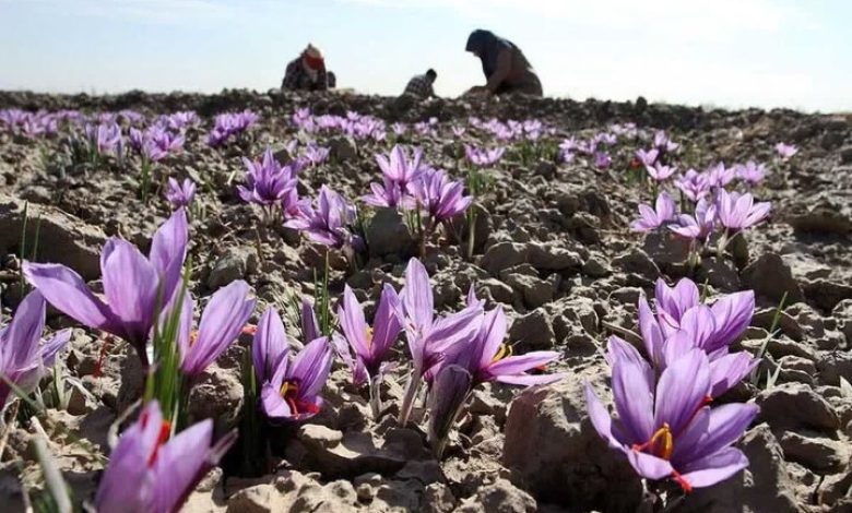 فرصت طلایی در دشت های کرمان؛ زعفران کشاورزی را نجات می دهد